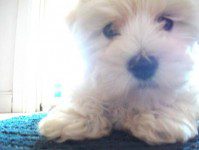 My daughters Moodle